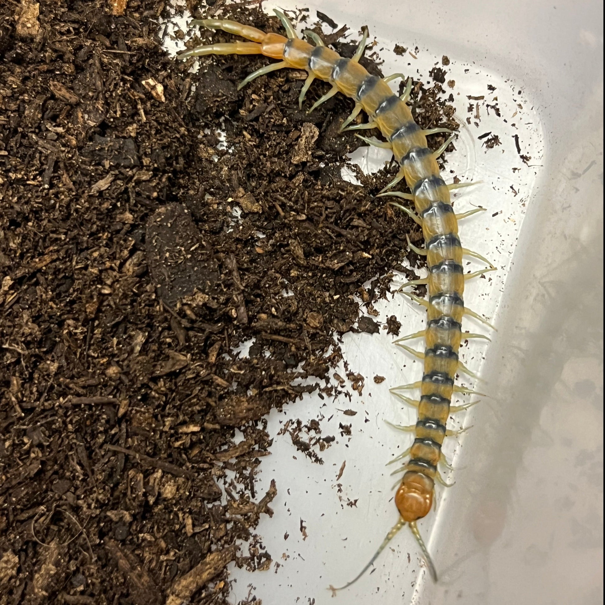 Desert Tiger Centipede