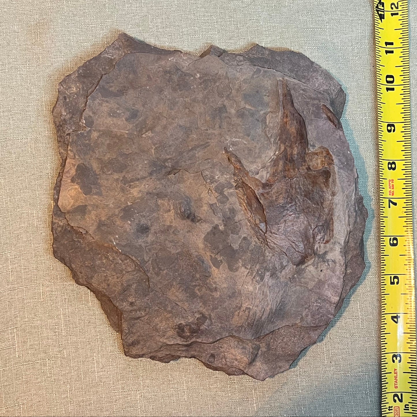grallator dinosaur footprint