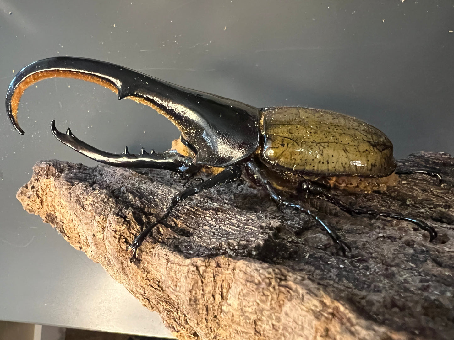 Dynastes hercules hercules - Adultos