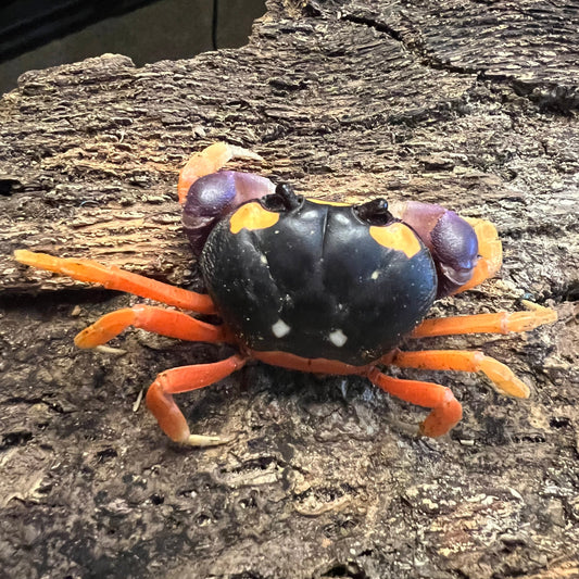 Moon Crab