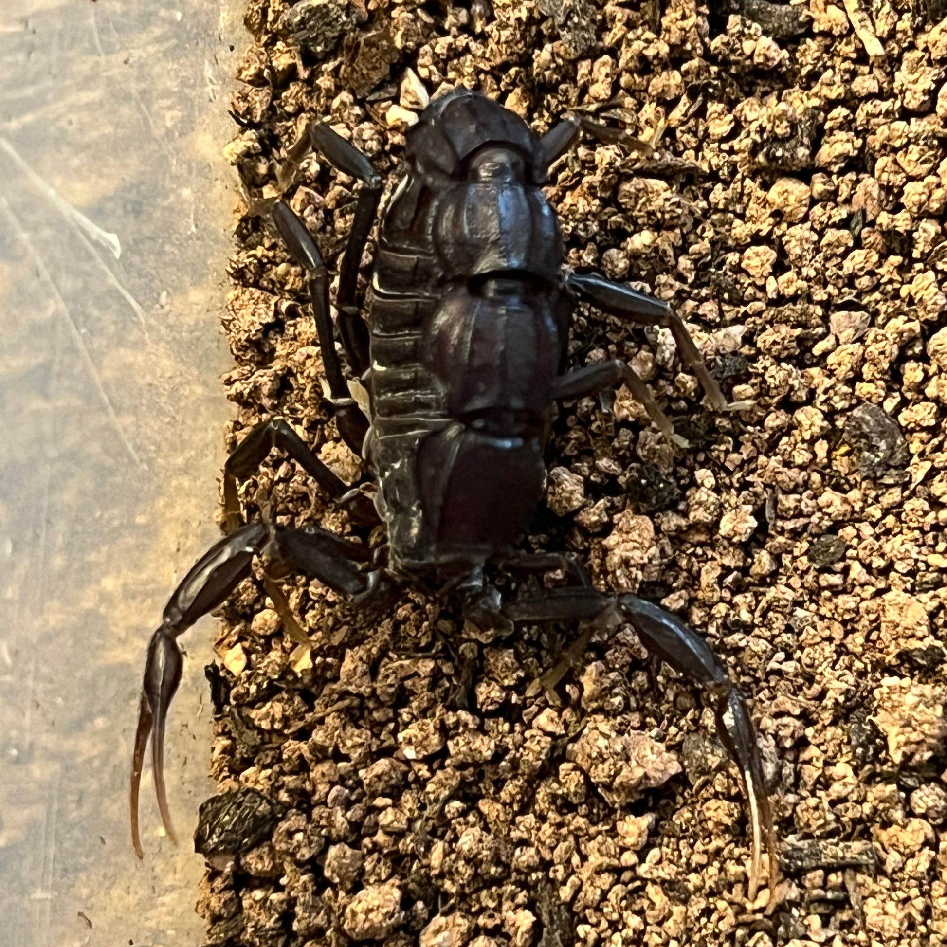 Black Fat Tail Scorpion