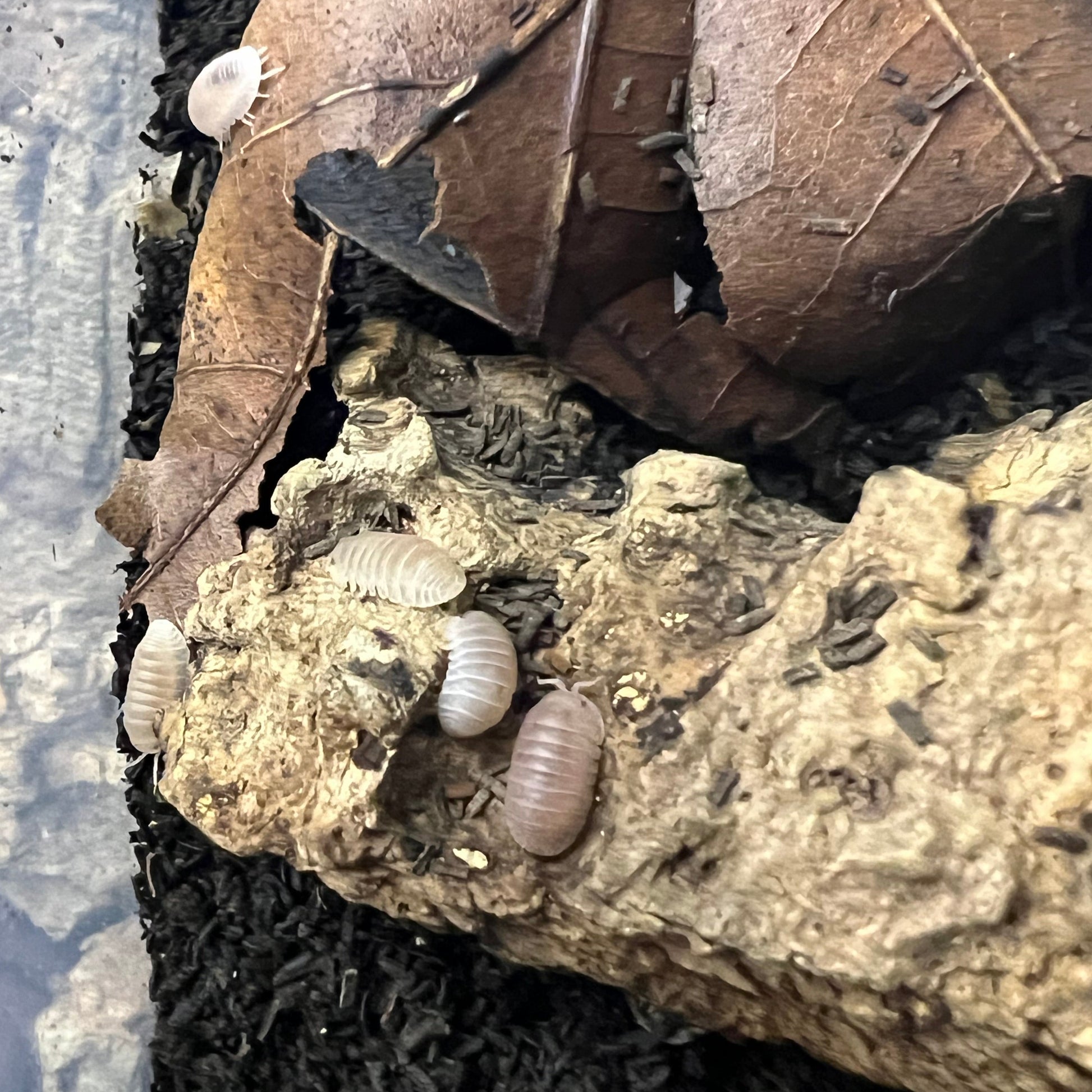 Cubaris murina 'papaya'