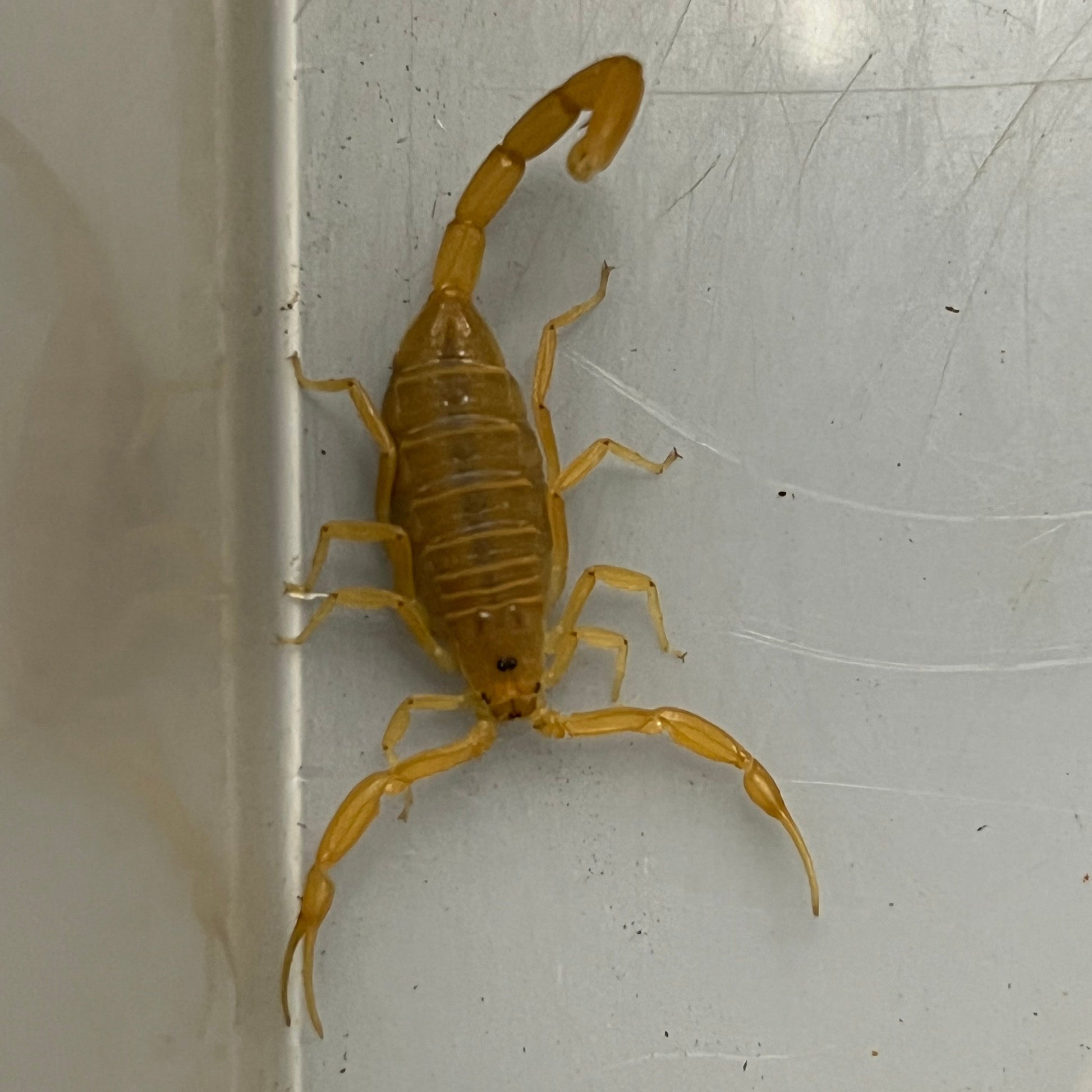 Arizona Bark Scorpion