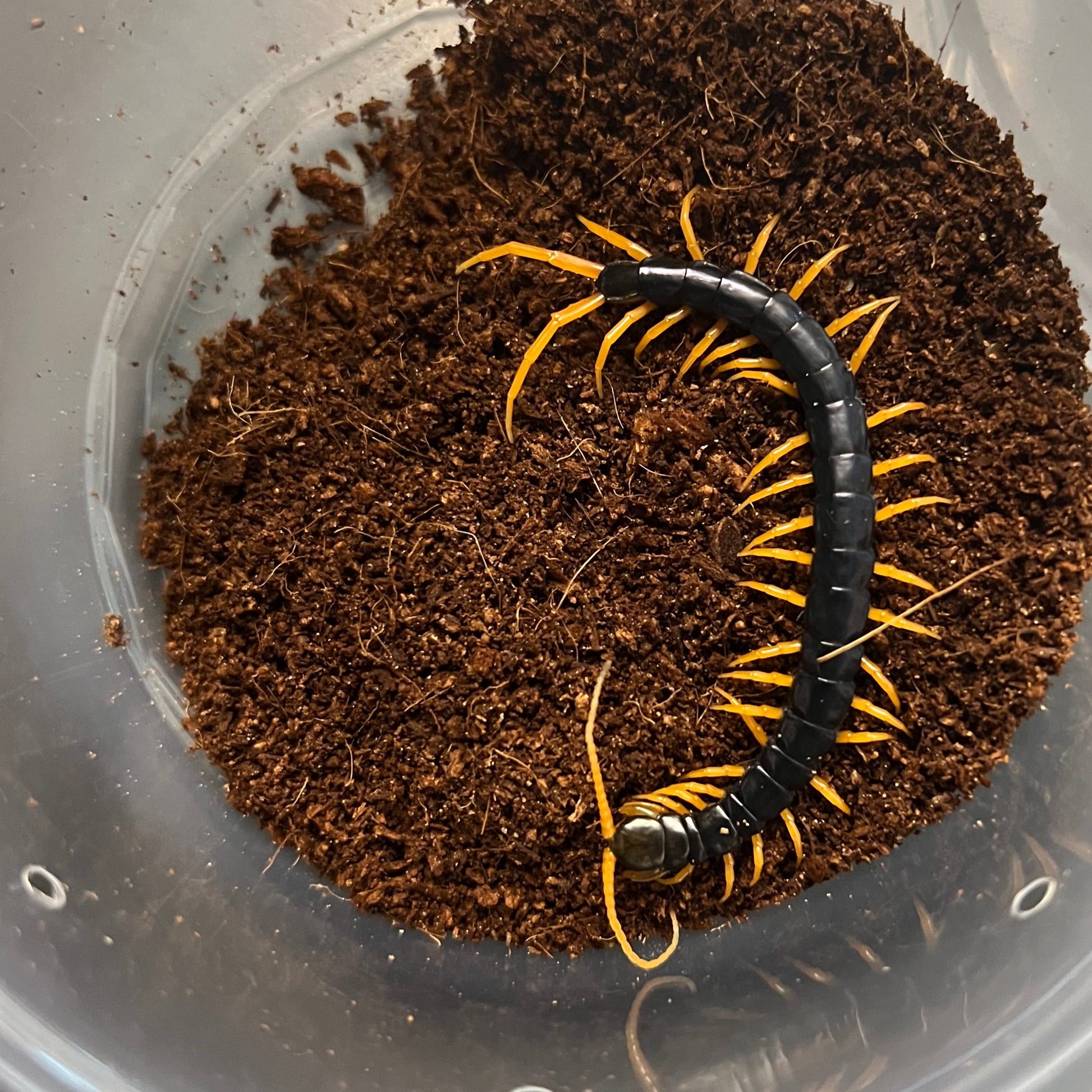 Scolopendra cataracta