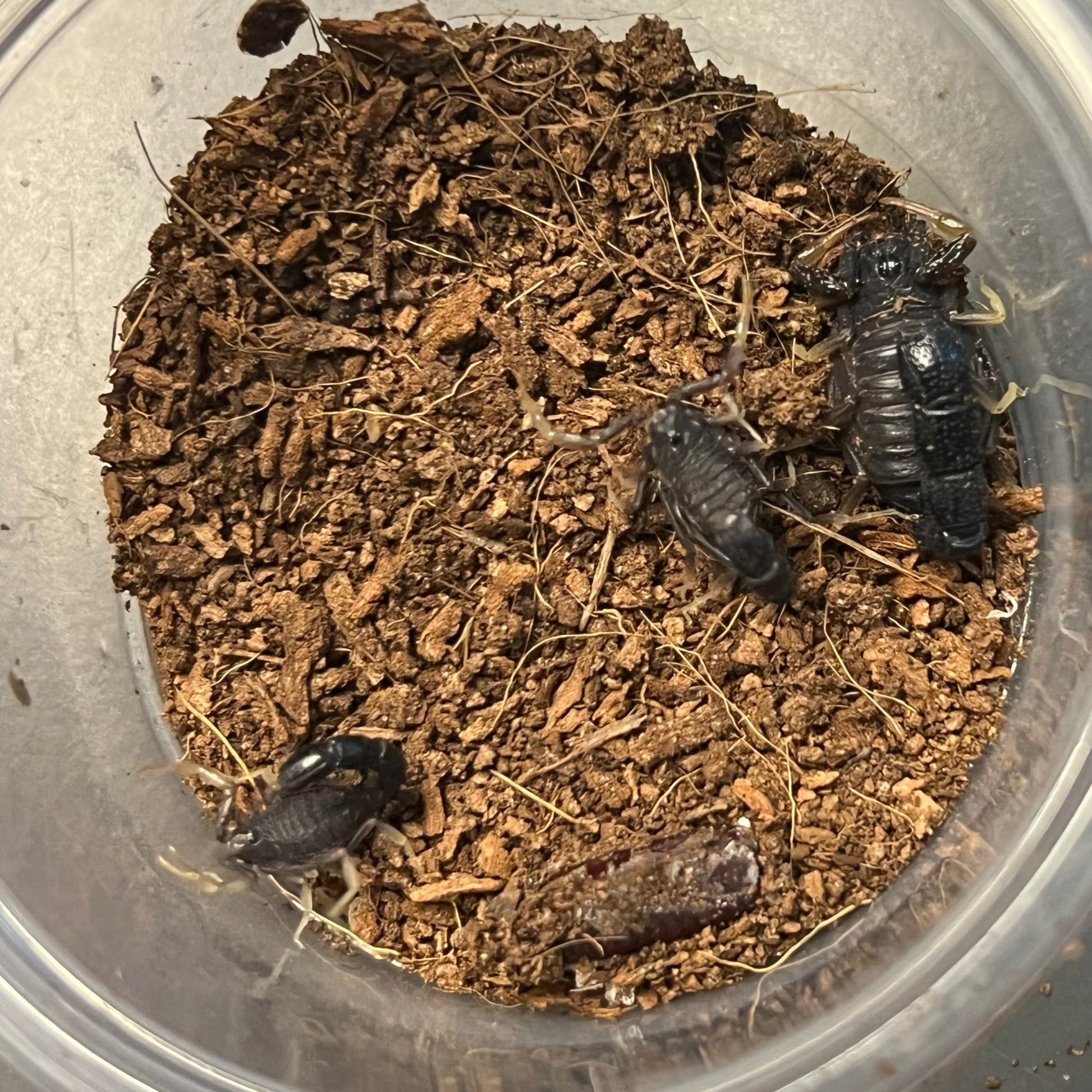 Pillar Tail Scorpions