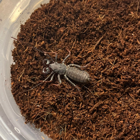 Thelyphonus sp. (Thai Vinegaroon)