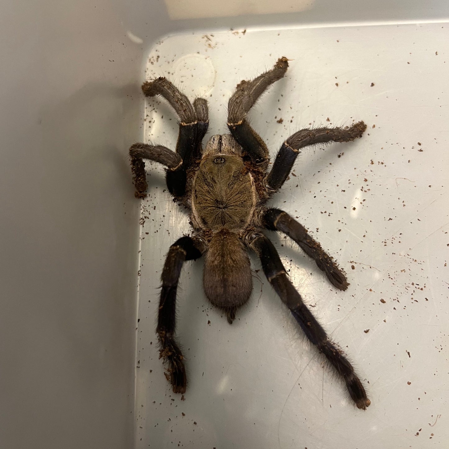Cobalt Blue Tarantula