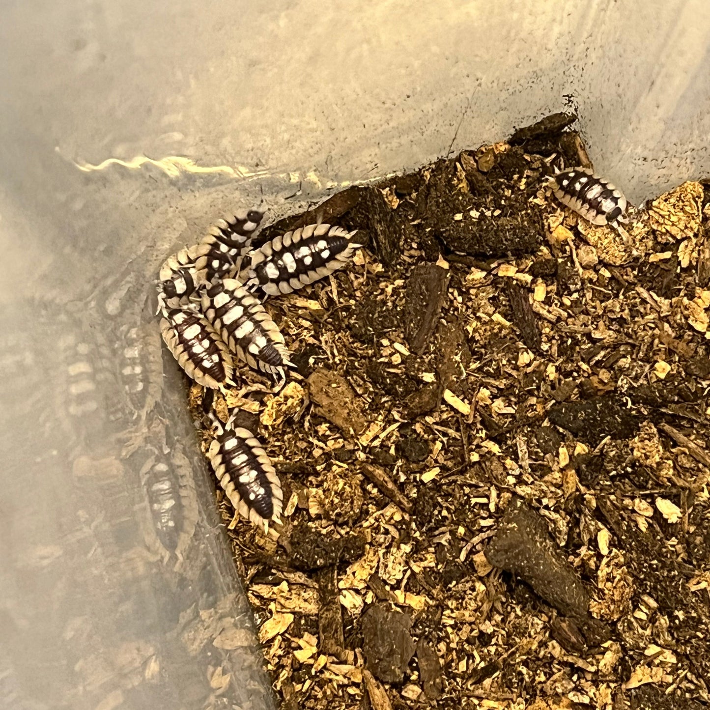 Porcellio expansus