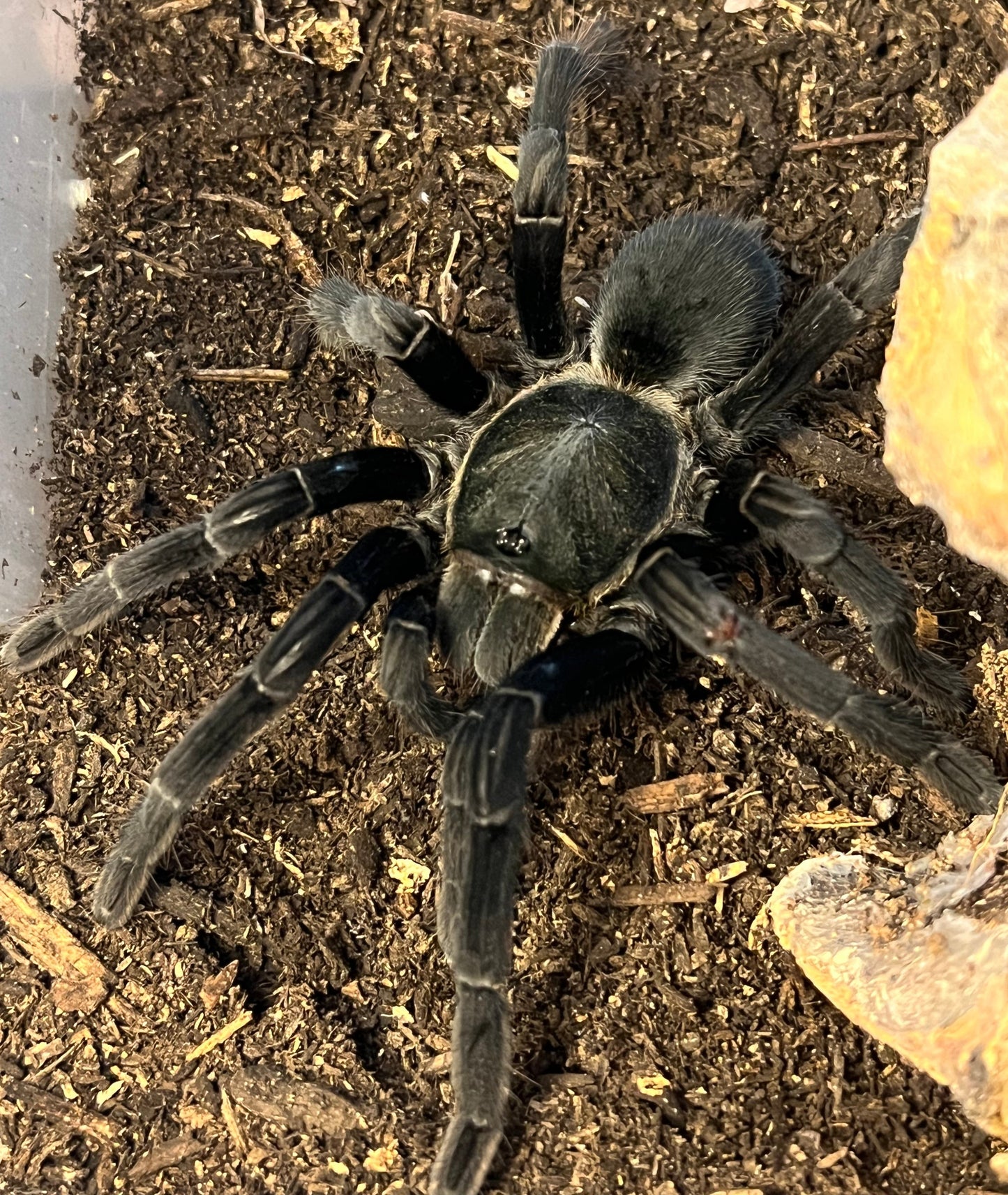 Khao sok tarantula
