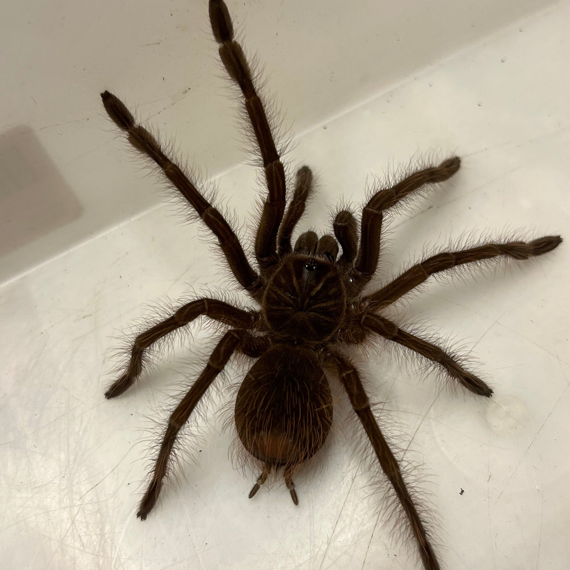 Theraphosa blondi