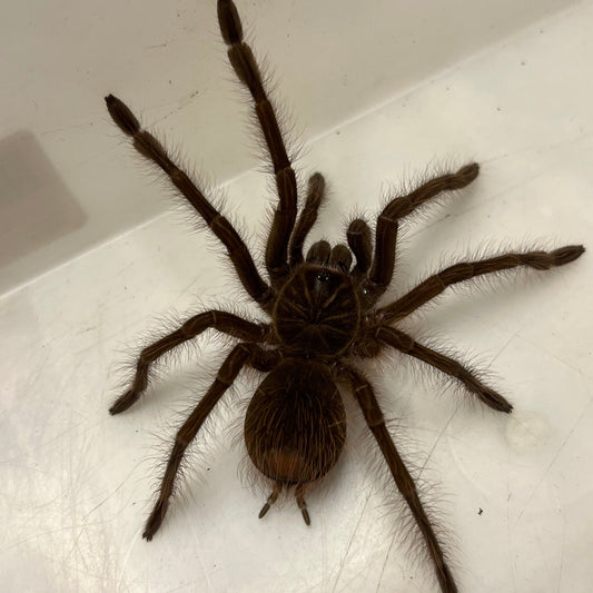 Theraphosa blondi