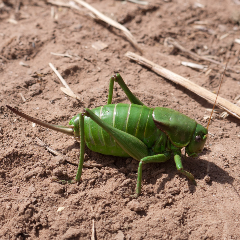 Anabrus simplex