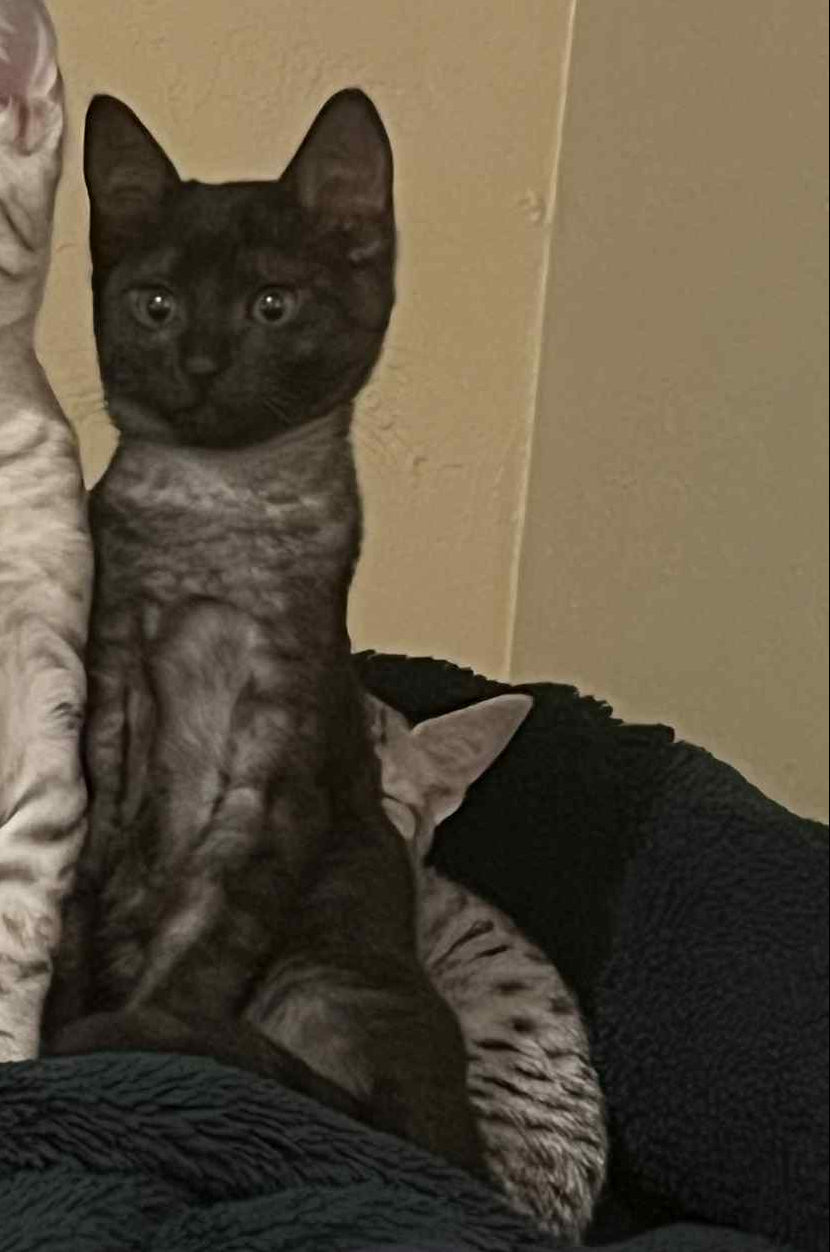 Smoke egyptian mau kitten