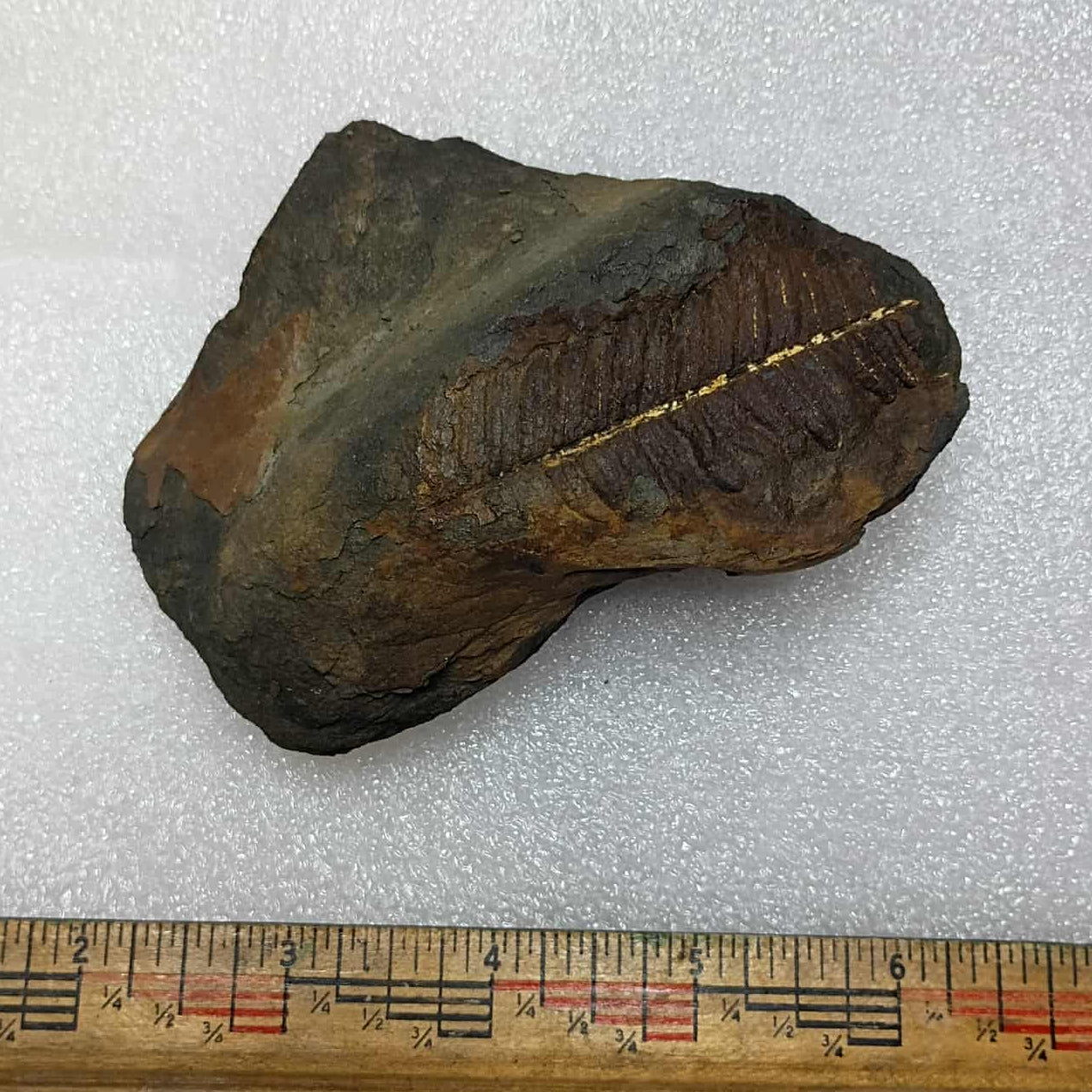 Fern fossil