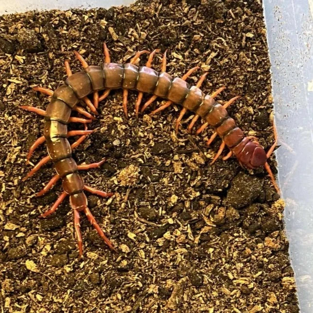 Thai Giant Cherry Centipede
