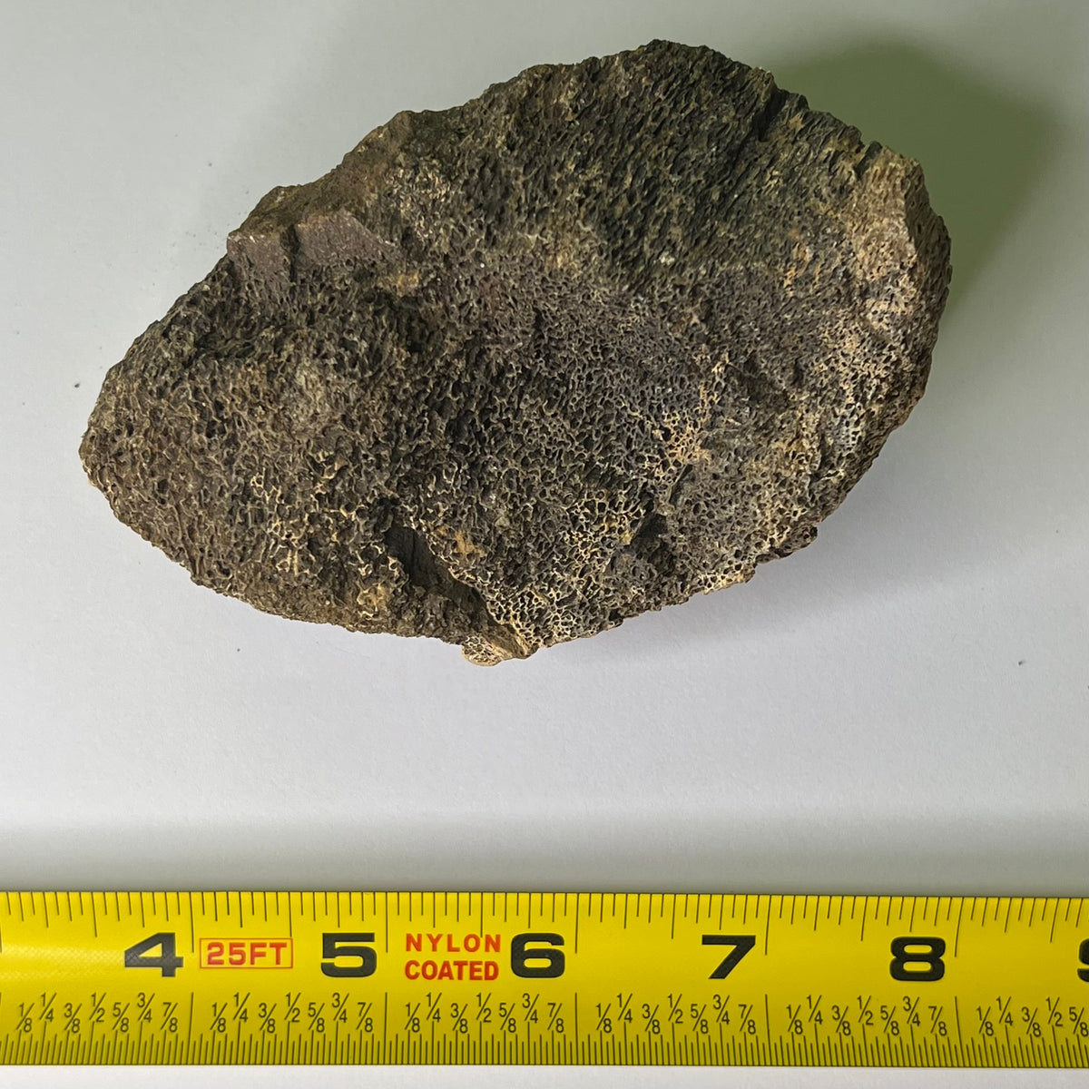 Triceratops fragment - Hell's Creek