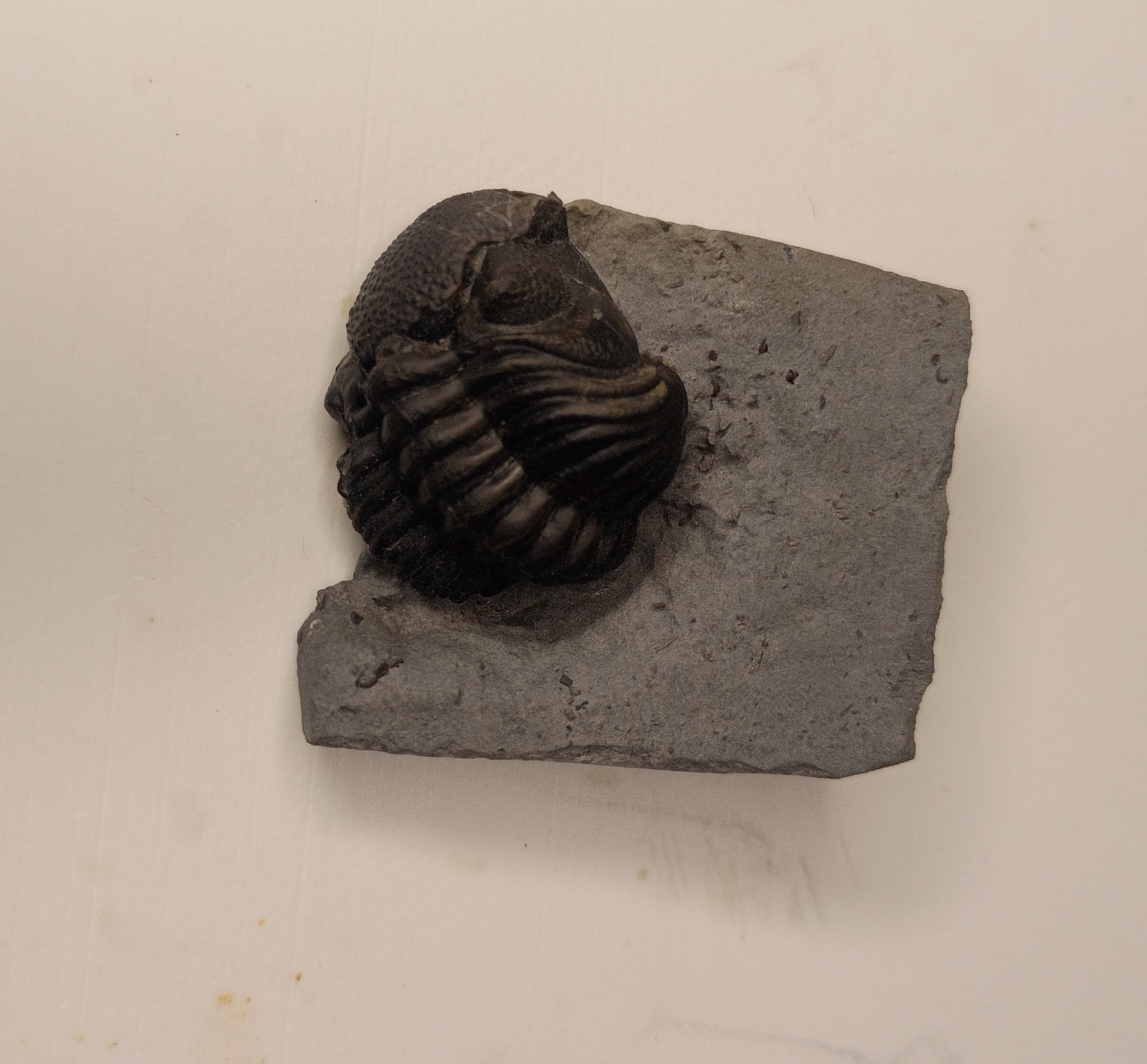 Eldredgeops milleri - Ohio trilobite