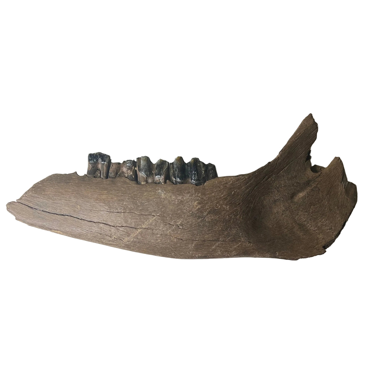 Bison priscus - Chinese Steppe Bison Jaw Fossil