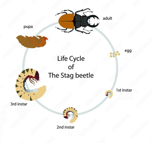 General Beetle Care Sheet