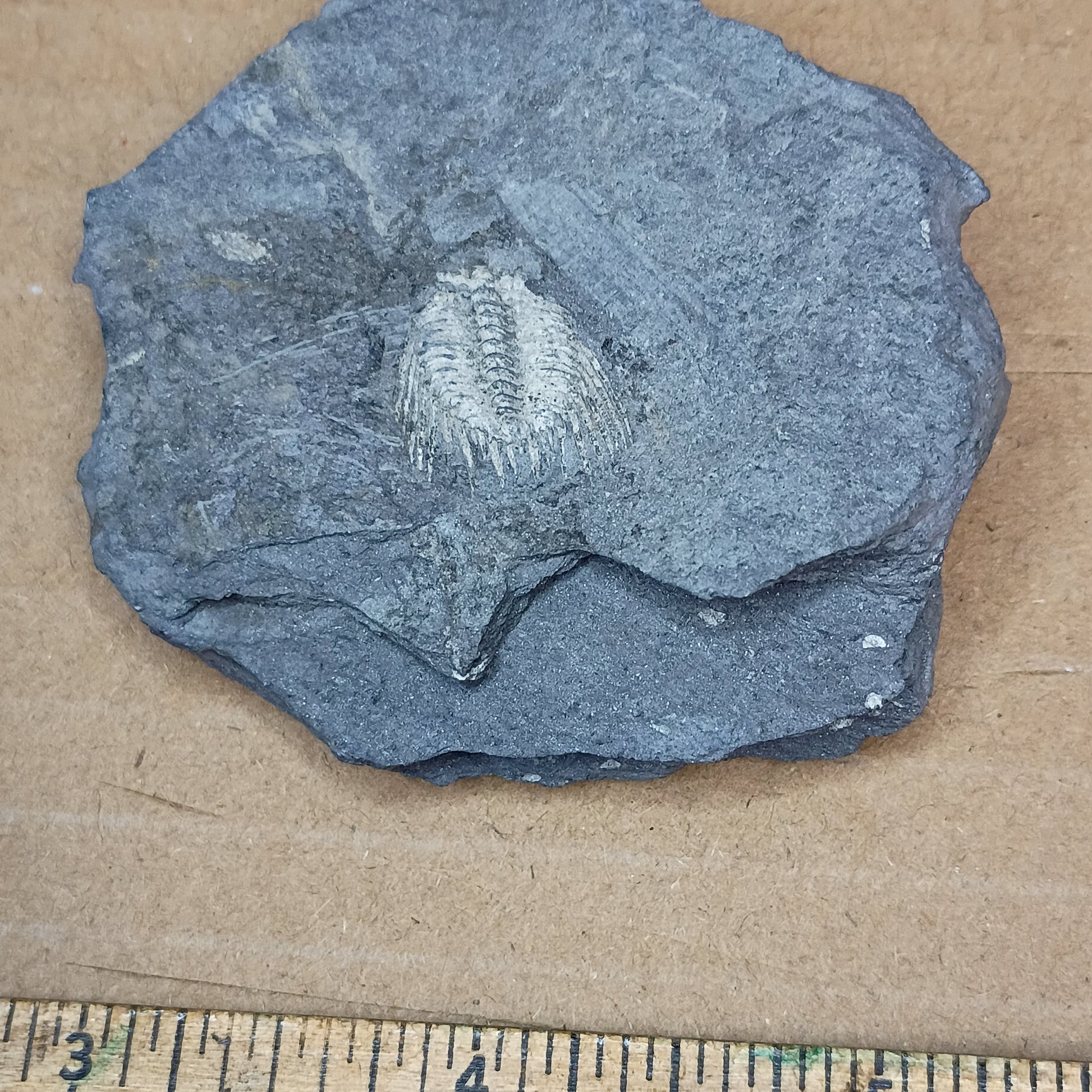 Kettneraspis trilobite fossil