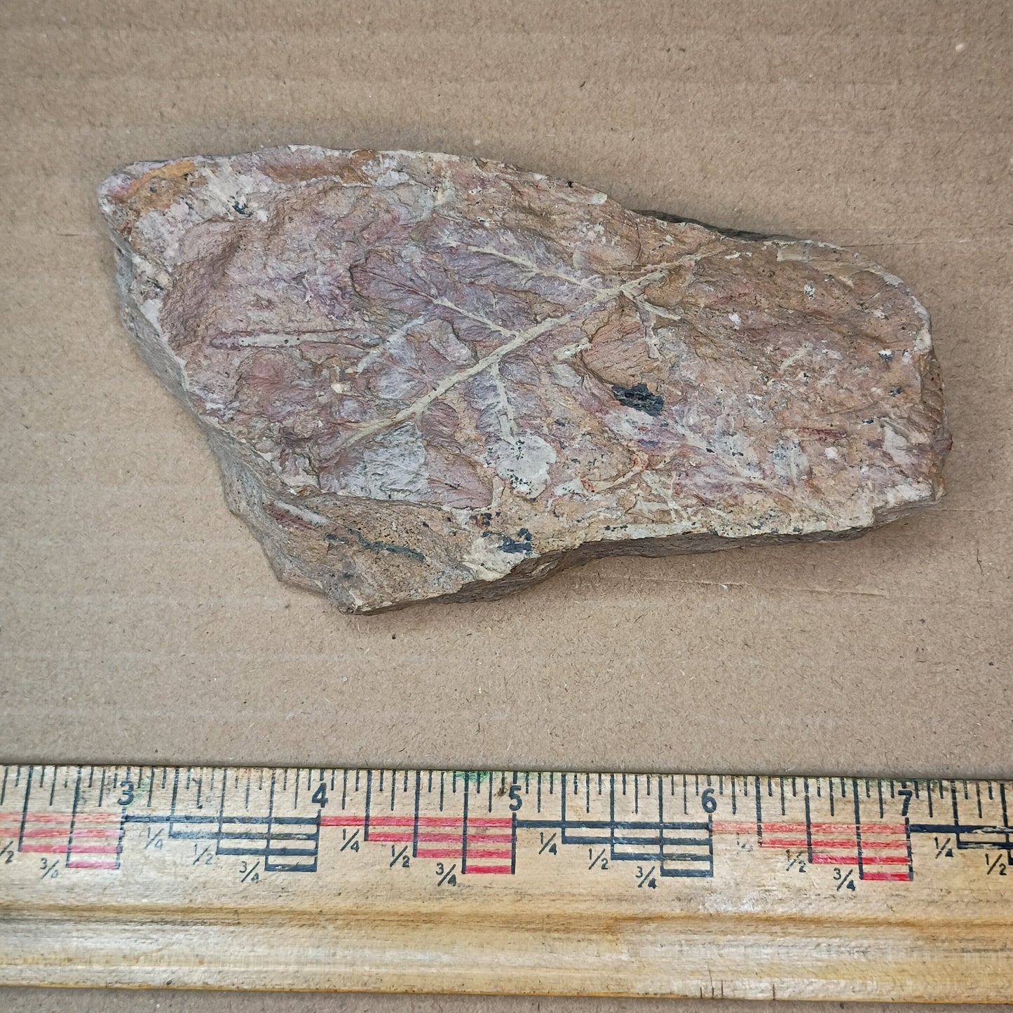 Pennsylvanian Fern Fossil #9-040