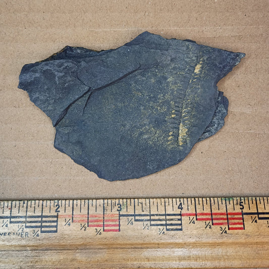 Pennsylvanian Fern Fossil #9-045