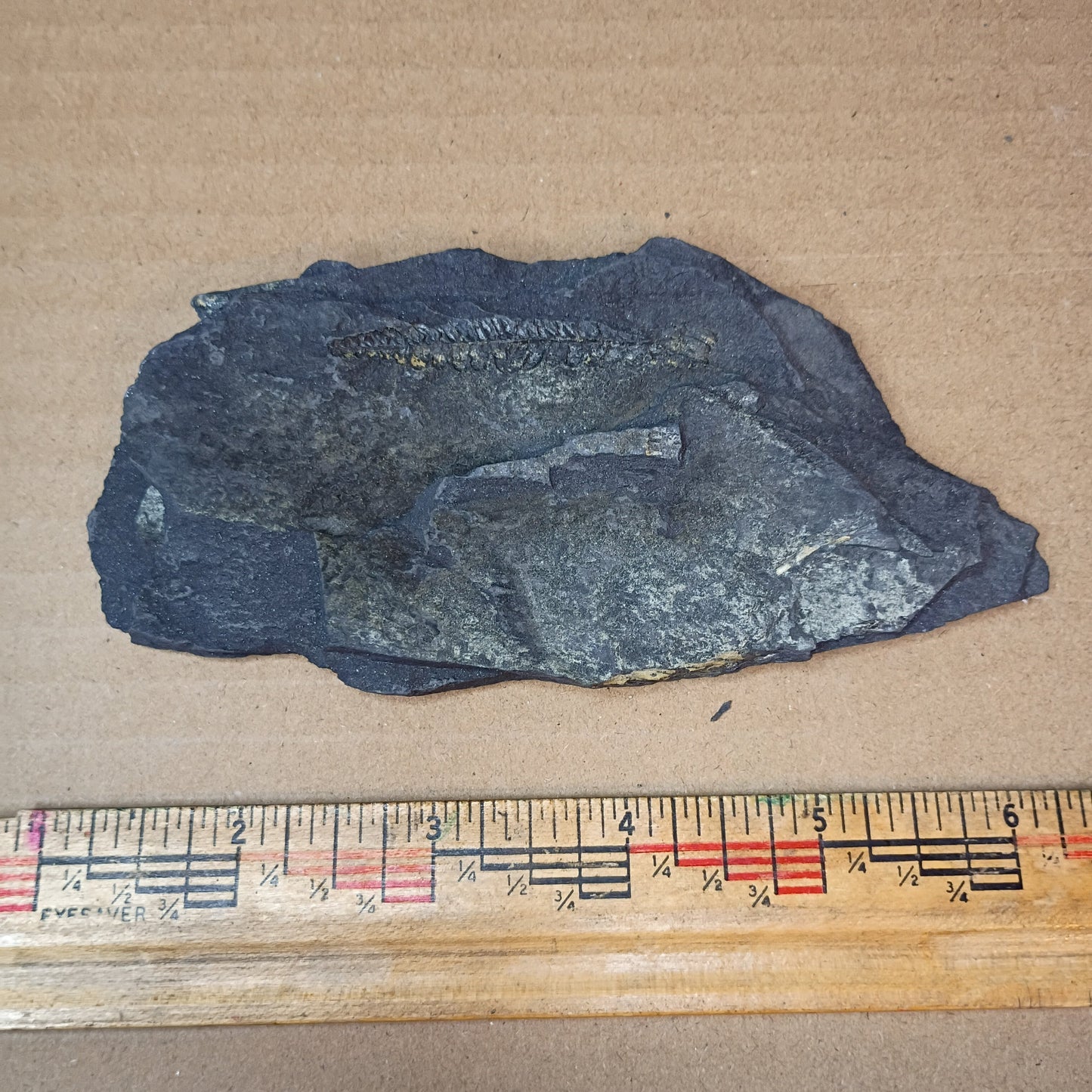 Pennsylvanian Fern Fossil #9-047