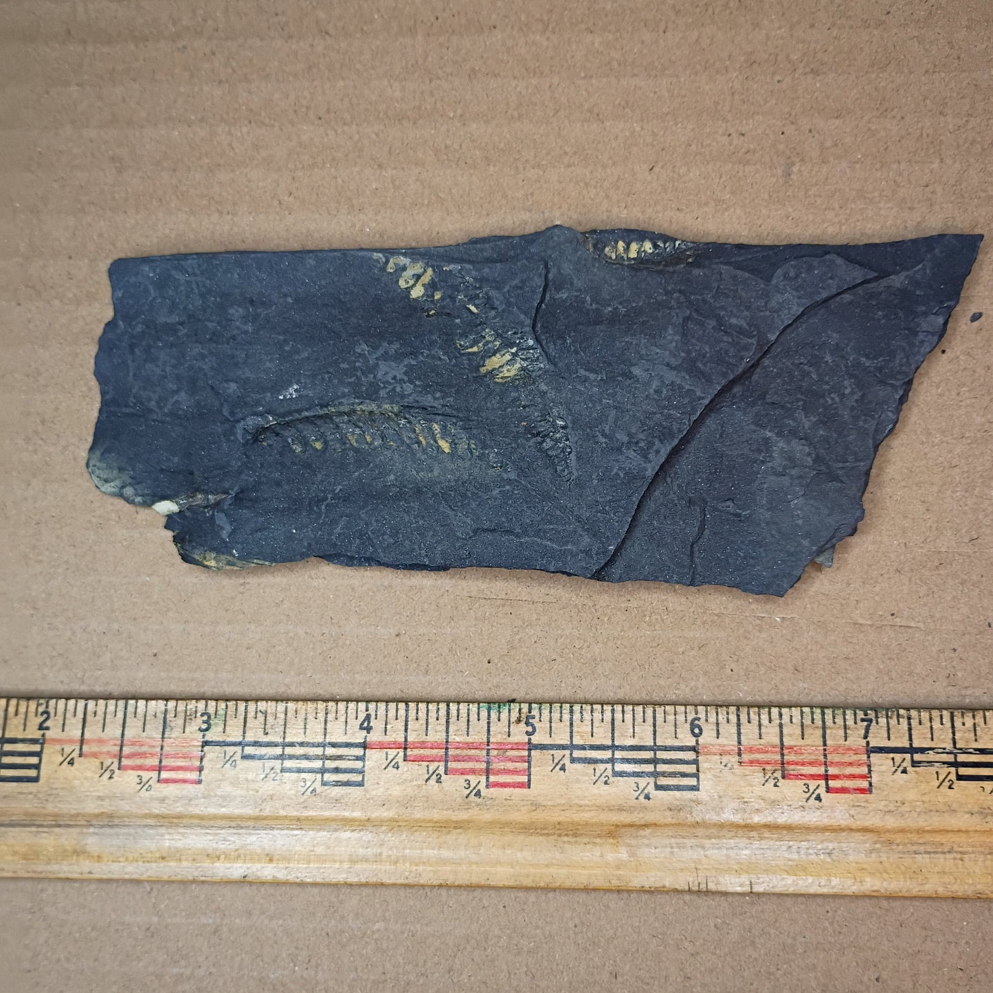 Pennsylvanian Fern Fossil #9-049