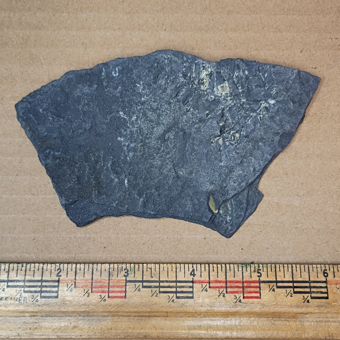 Pennsylvanian Fern Fossil #9-053