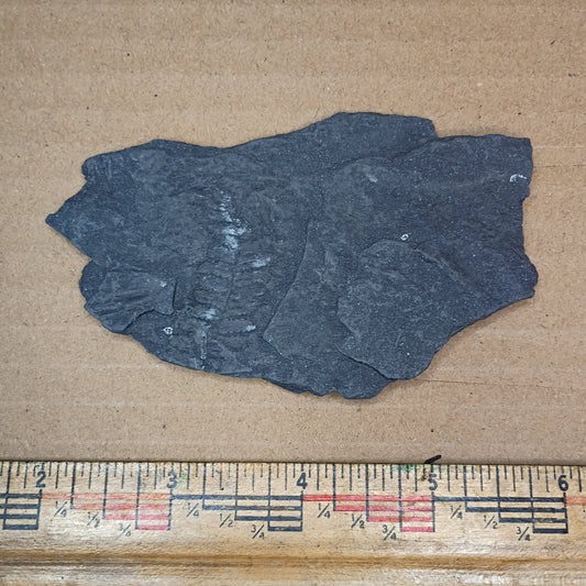 Pennsylvanian Fern Fossil #9-056