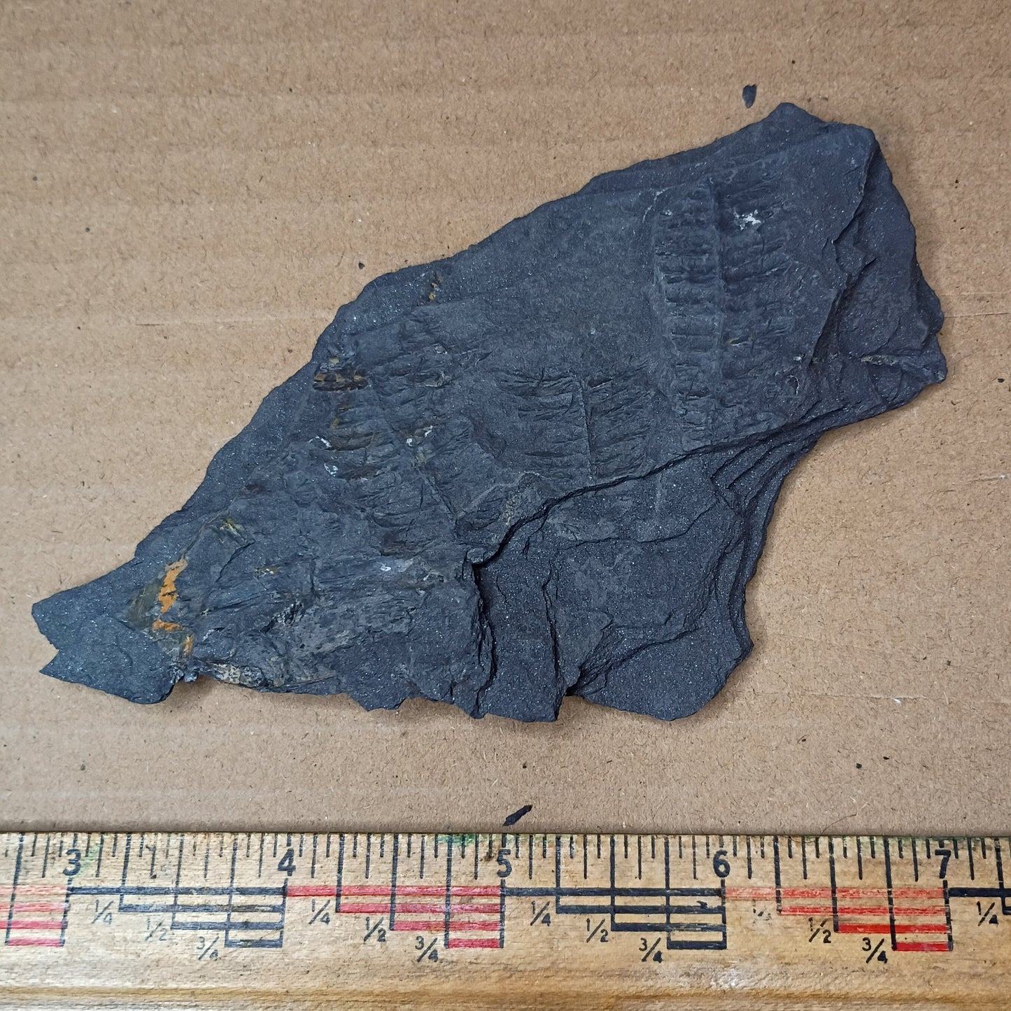 Pennsylvanian Fern Fossil #9-058