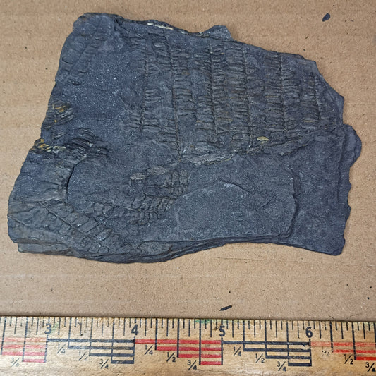 Pennsylvanian Fern Fossil #9-059