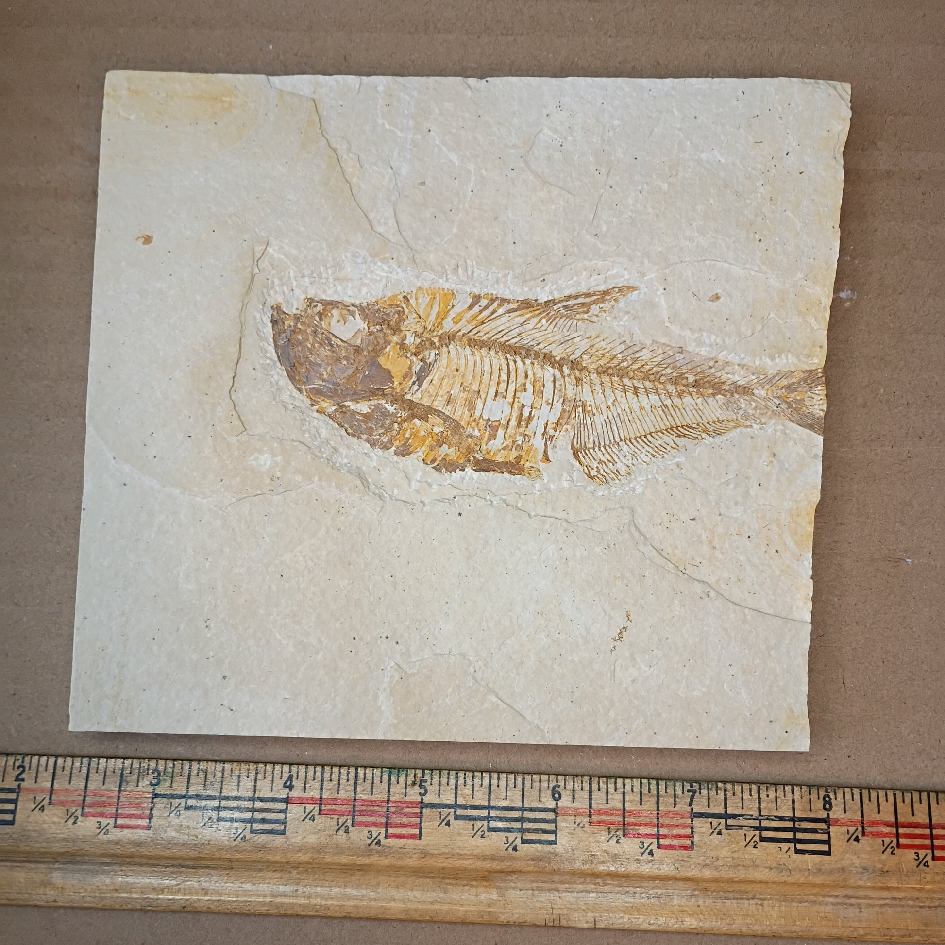 Diplomystus fish fossil