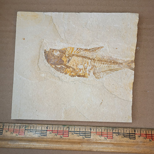 Diplomystus fish fossil