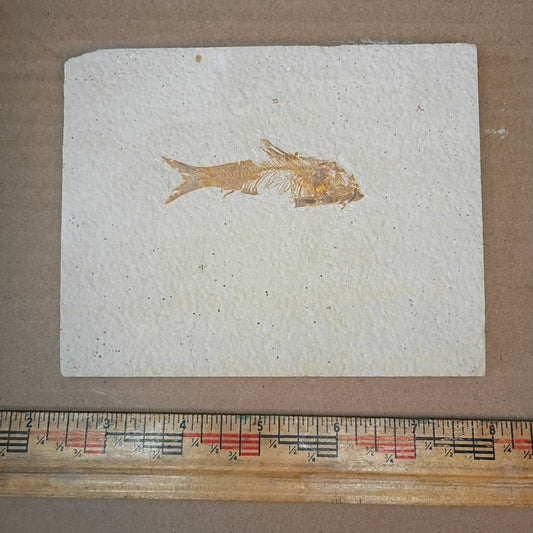 Knightia eocaena fish fossil