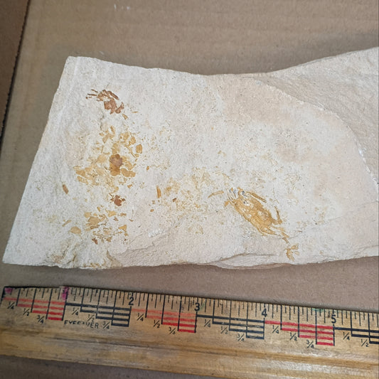 pea crab fossil slab