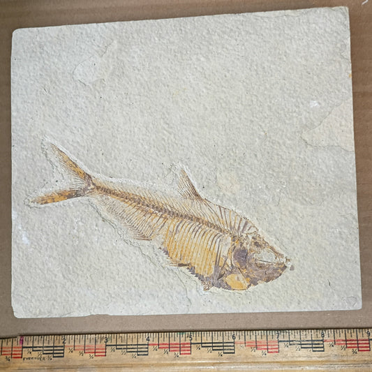 Diplomystus denatus - Fish Fossil #010-005