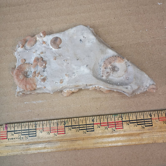 Douvilleiceras ammonite mortality plate