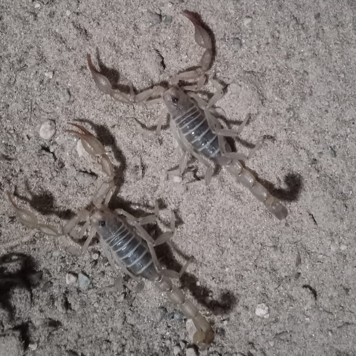 Paruroctonus boreus (Northern Scorpion) – Gallegos Zoological