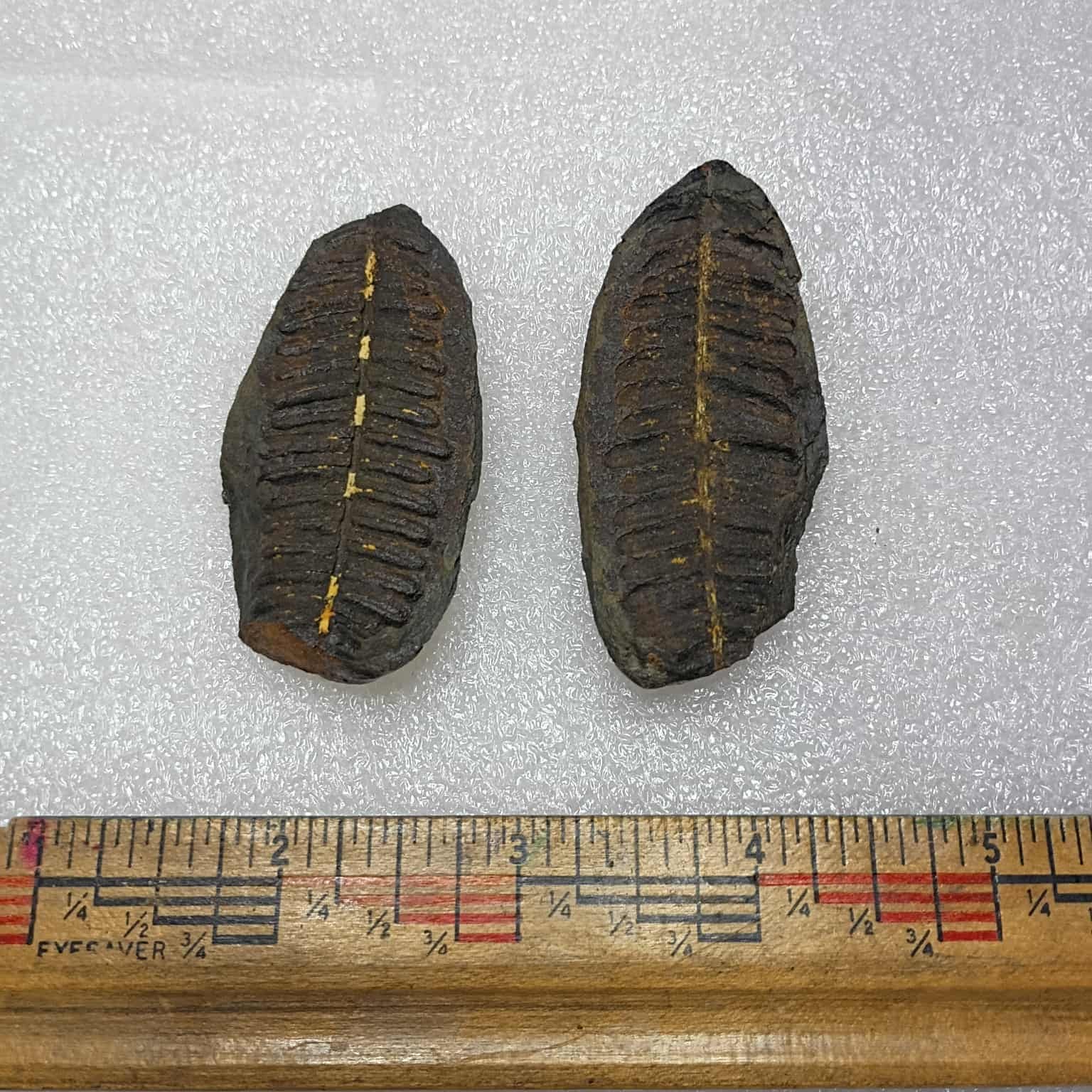 Mazon creek fern fossil pair