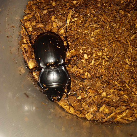 Pasimachus sp. (Florida Warrior Beetle) - Adults
