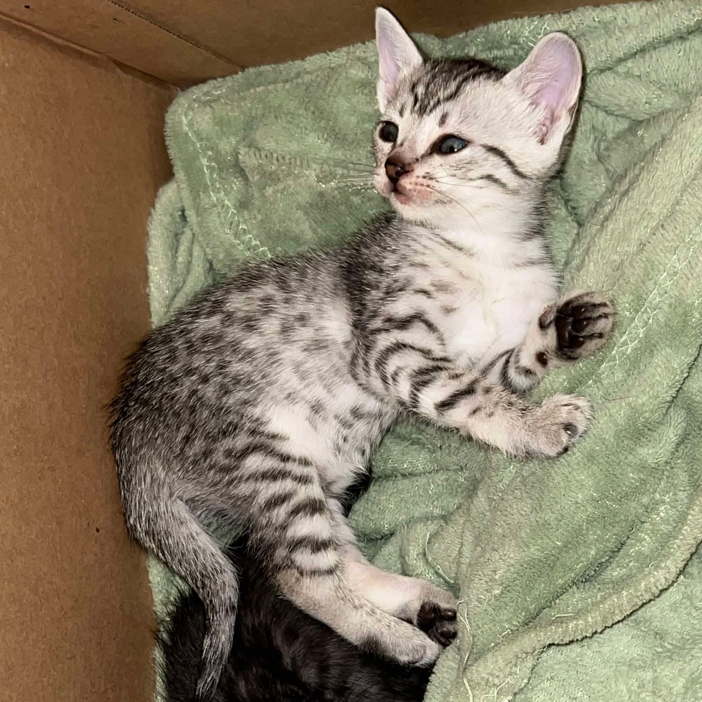 Silver Egyptian Mau Kitty 