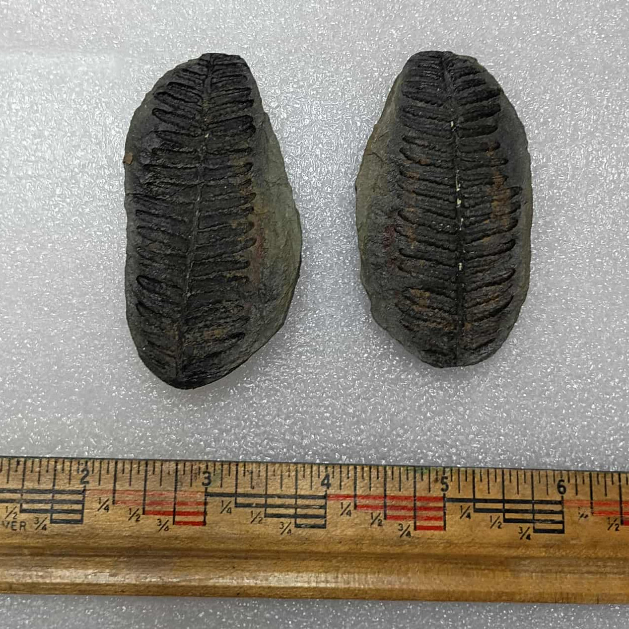 Mazon creek fern fossil pair