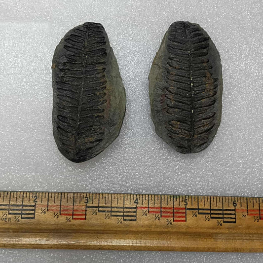 Mazon creek fern fossil pair