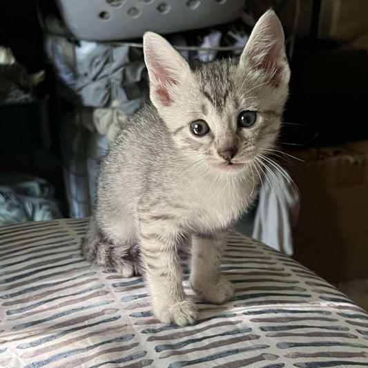 Male egyptian mau kitten