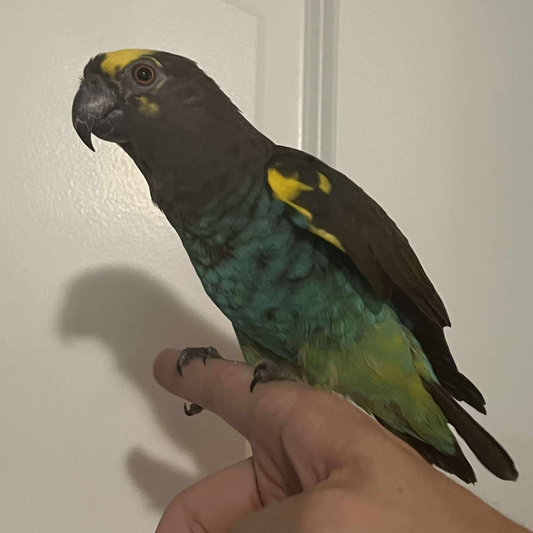 Meyers parrot