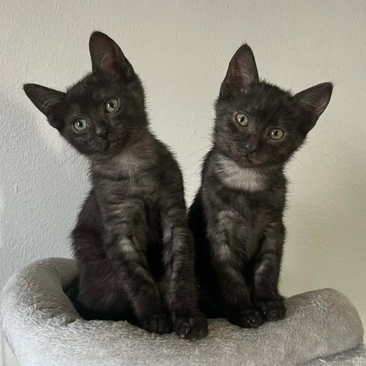 Smoke egyptian mau twins