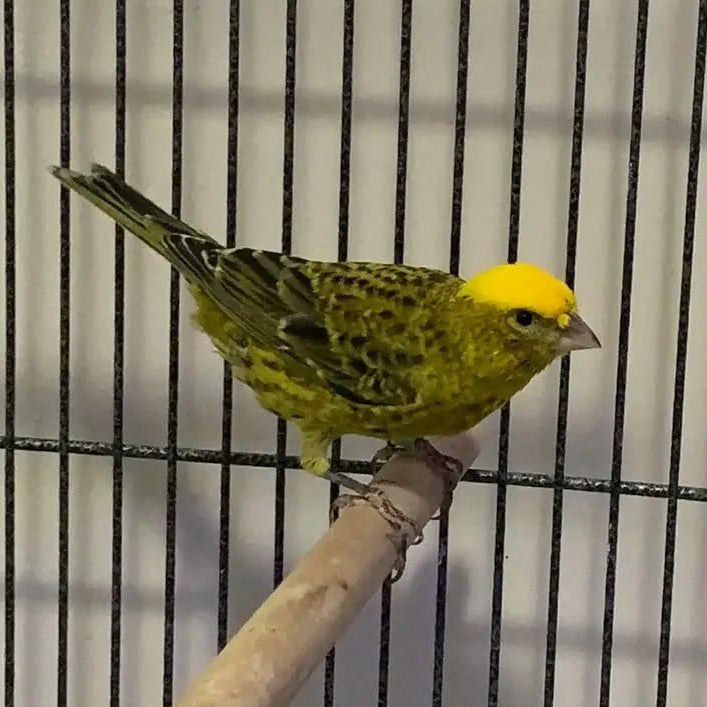 Lizard Canary