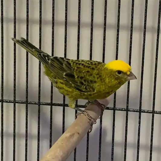 Lizard Canary