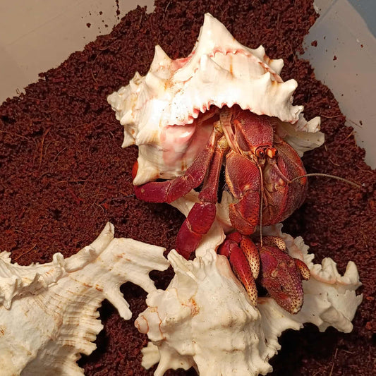 purple pincher hermit crabs